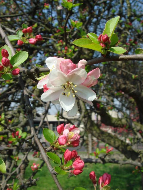 Malus floribunda fleur